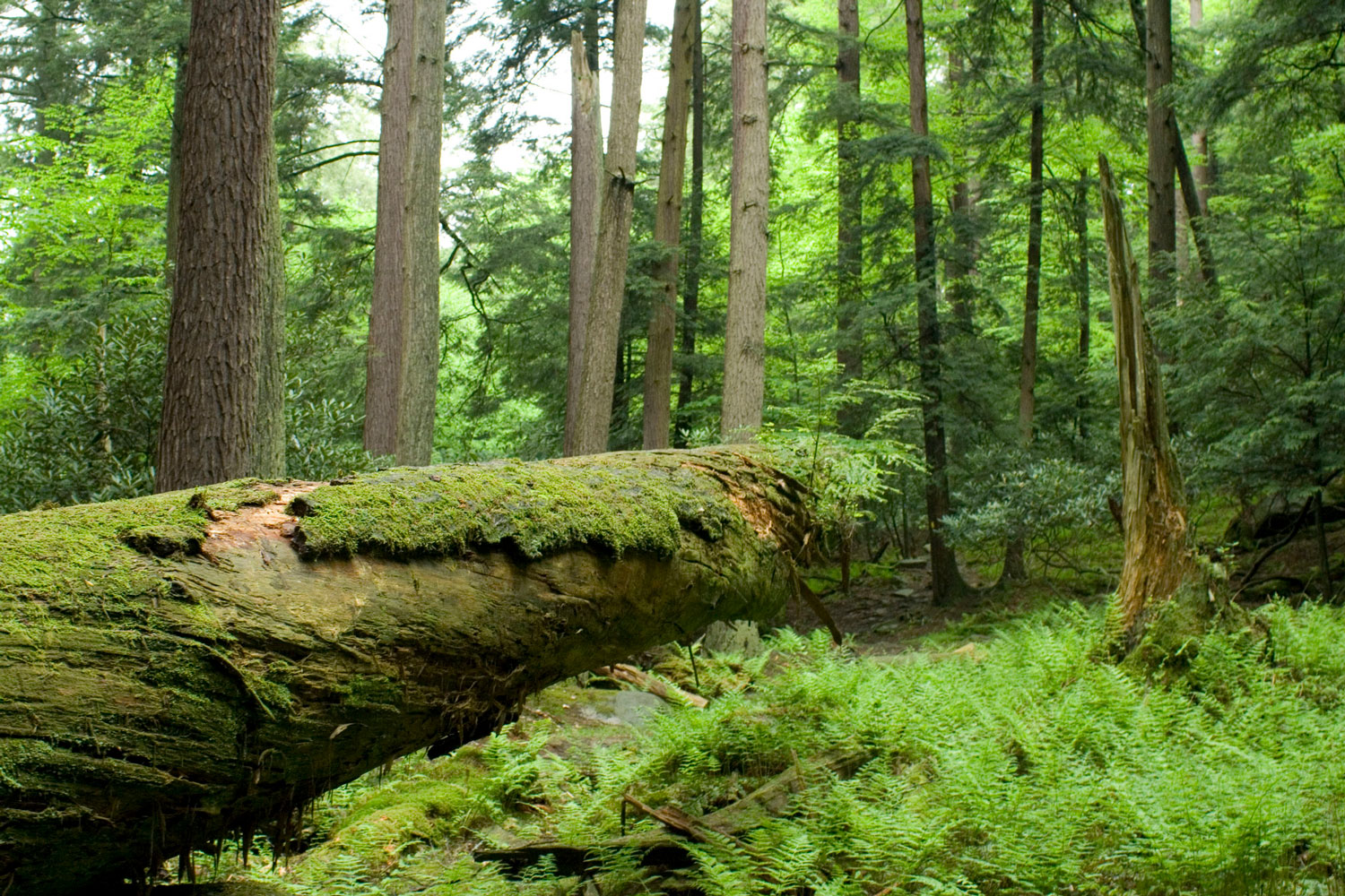 cook forest