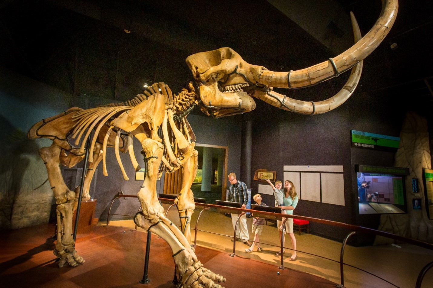 gaint elephant fossils inside museum