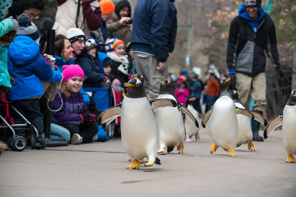 Penguins on Parade