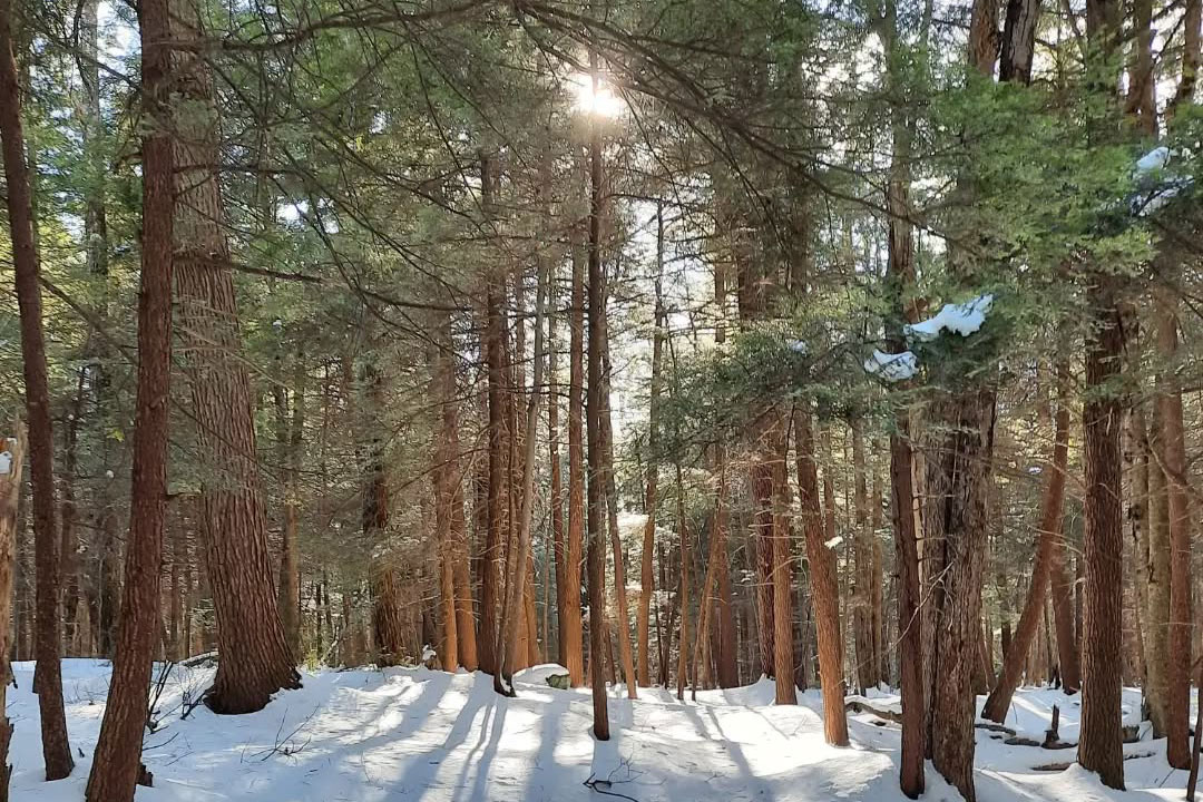 Ricketts Glen state park
