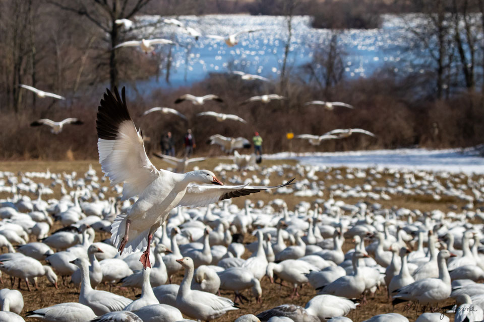 Snow Geese migration by Lake