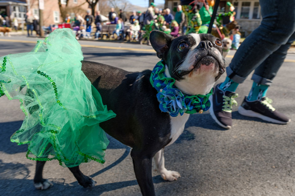 Bulldog dressed for saint patricks day parade