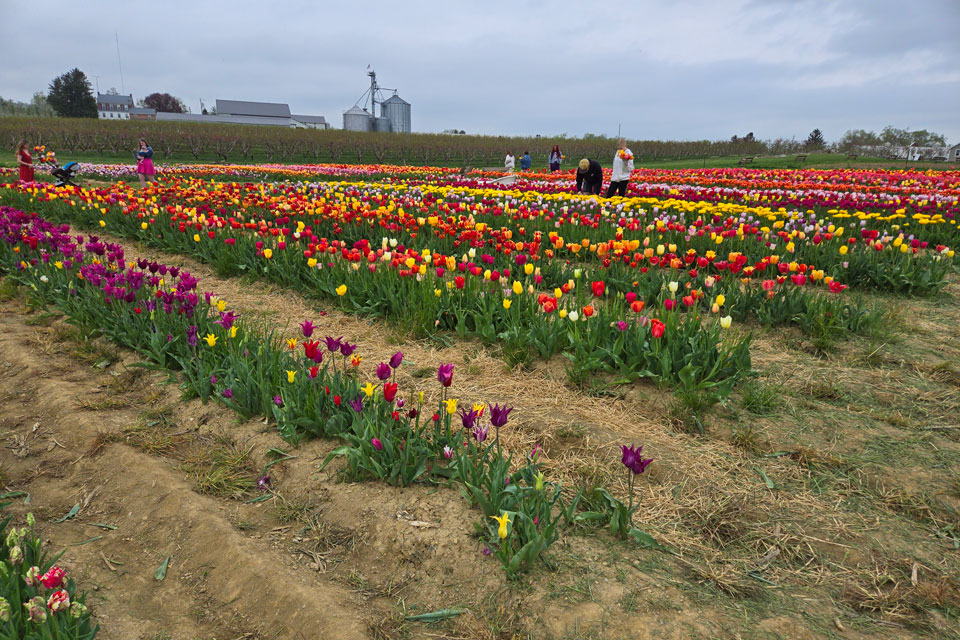 tulip farm experience