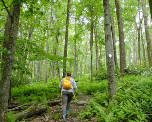 person hiking in forest