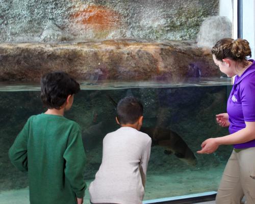 kids watching an otter swim